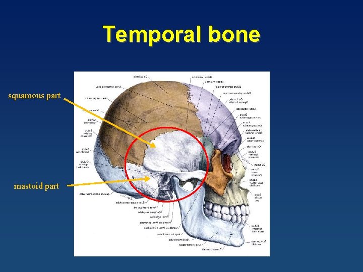 Temporal bone squamous part mastoid part 