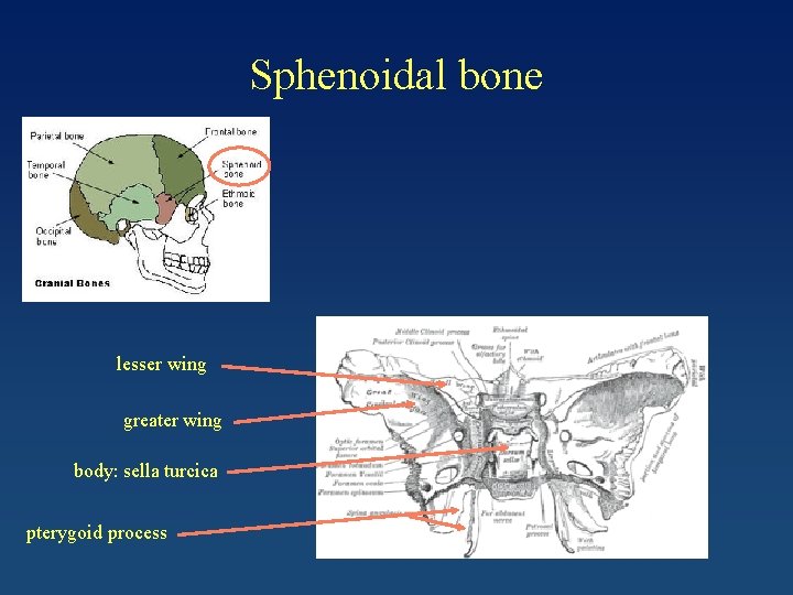 Sphenoidal bone lesser wing greater wing body: sella turcica pterygoid process 