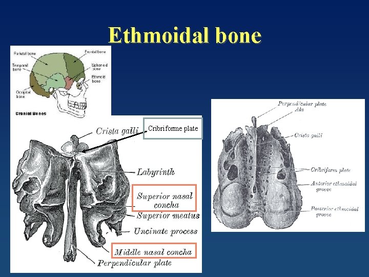 Ethmoidal bone Cribriforme plate 