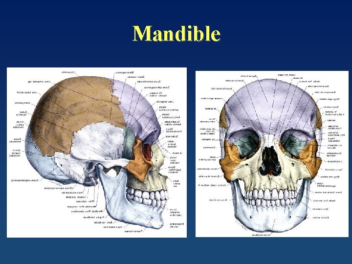 Mandible 