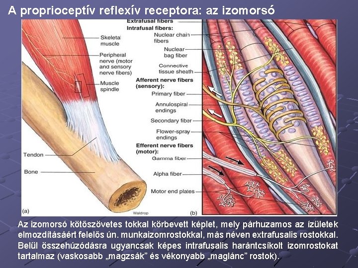 A proprioceptív reflexív receptora: az izomorsó Az izomorsó kötőszövetes tokkal körbevett képlet, mely párhuzamos