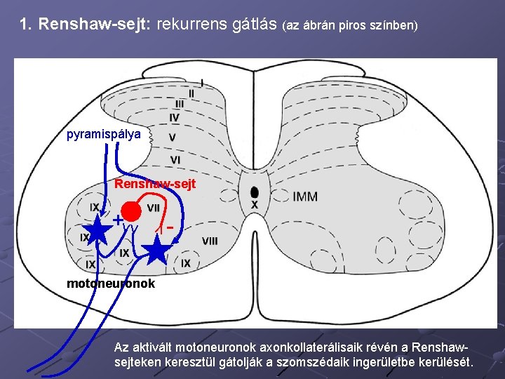 1. Renshaw-sejt: rekurrens gátlás (az ábrán piros színben) pyramispálya Renshaw-sejt V +VV - motoneuronok