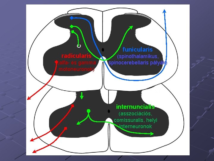 C radicularis (alfa- és gamma motoneuronok) funicularis (spinothalamikus, spinocerebellaris pályák) internuncialis (asszociációs, comissuralis, helyi