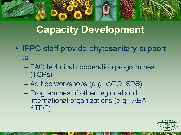 Capacity Development • IPPC staff provide phytosanitary support to: – FAO technical cooperation programmes