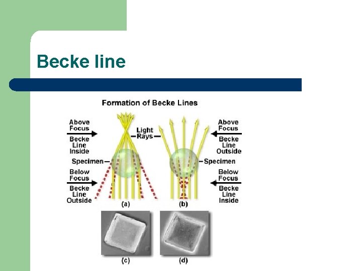 Becke line 