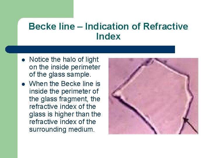 Becke line – Indication of Refractive Index l l Notice the halo of light