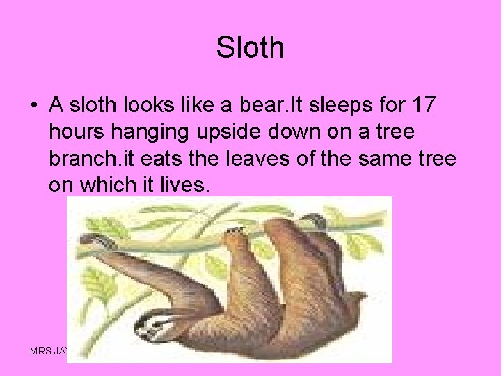 Sloth • A sloth looks like a bear. It sleeps for 17 hours hanging