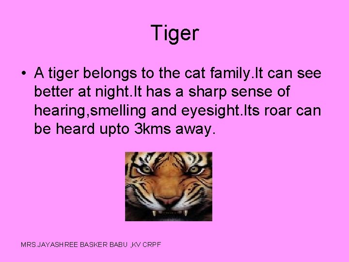 Tiger • A tiger belongs to the cat family. It can see better at