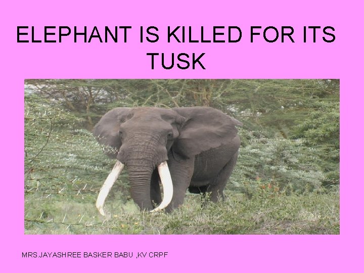 ELEPHANT IS KILLED FOR ITS TUSK MRS. JAYASHREE BASKER BABU , KV CRPF 