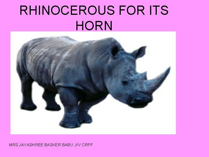 RHINOCEROUS FOR ITS HORN MRS. JAYASHREE BASKER BABU , KV CRPF 