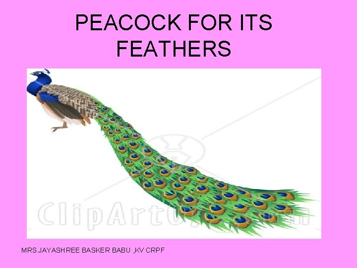 PEACOCK FOR ITS FEATHERS MRS. JAYASHREE BASKER BABU , KV CRPF 