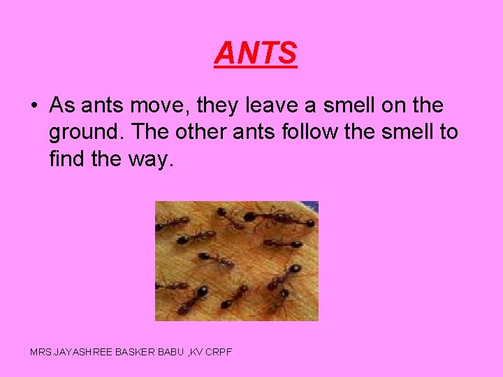 ANTS • As ants move, they leave a smell on the ground. The other