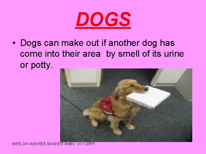 DOGS • Dogs can make out if another dog has come into their area