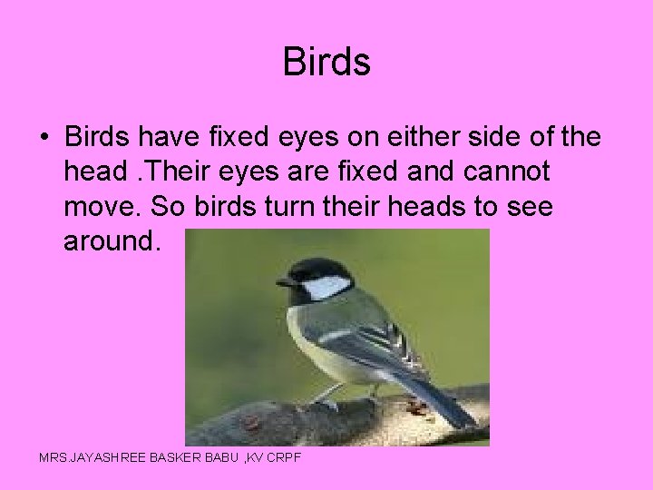 Birds • Birds have fixed eyes on either side of the head. Their eyes