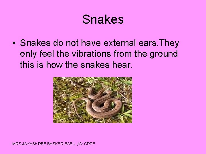 Snakes • Snakes do not have external ears. They only feel the vibrations from