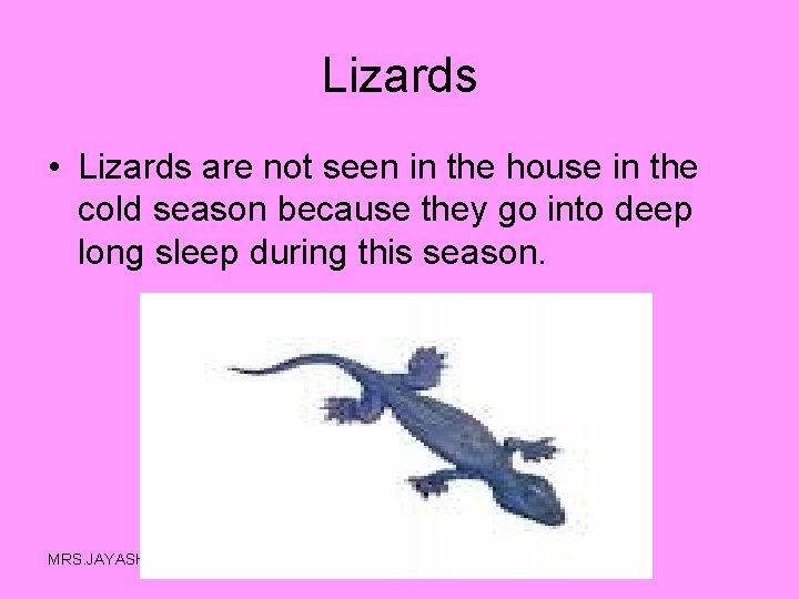 Lizards • Lizards are not seen in the house in the cold season because