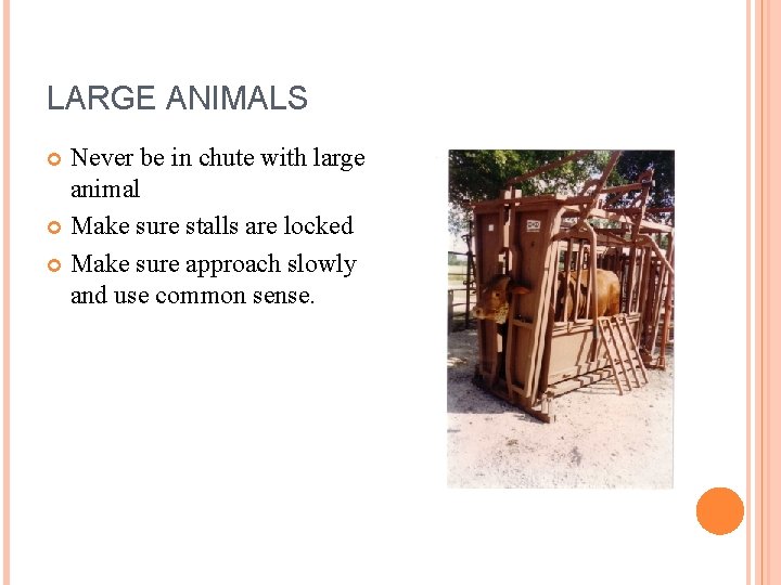LARGE ANIMALS Never be in chute with large animal Make sure stalls are locked