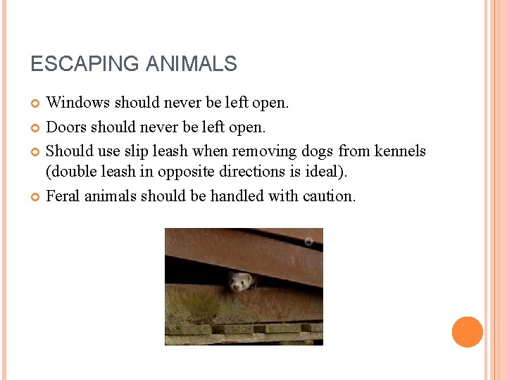 ESCAPING ANIMALS Windows should never be left open. Doors should never be left open.