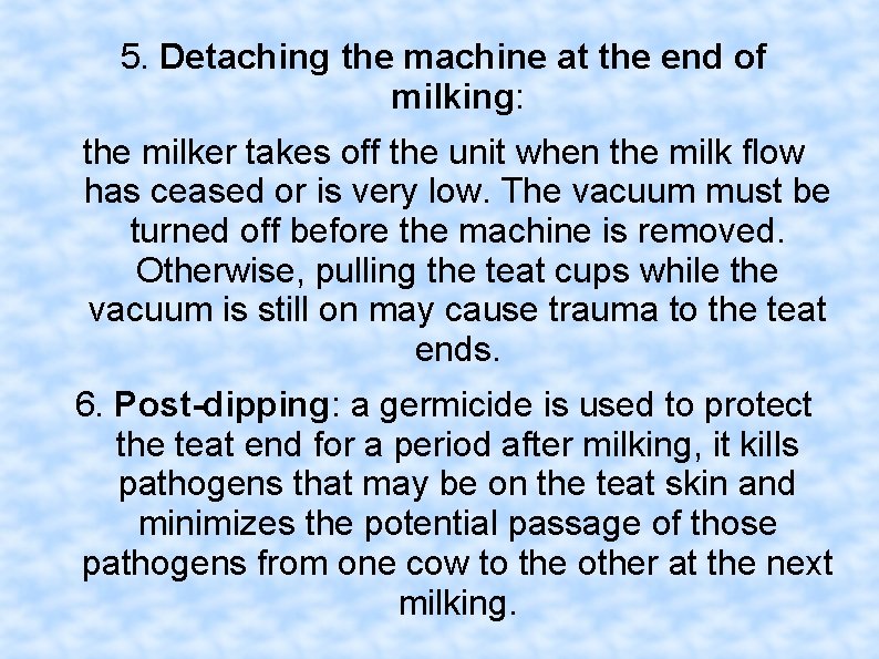 5. Detaching the machine at the end of milking: the milker takes off the
