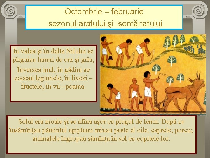 Octombrie – februarie sezonul aratului şi semănatului În valea şi în delta Nilului se