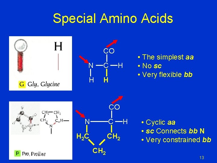 Special Amino Acids CO N C H H H • The simplest aa • Special Amino Acids CO N C H H H • The simplest aa •