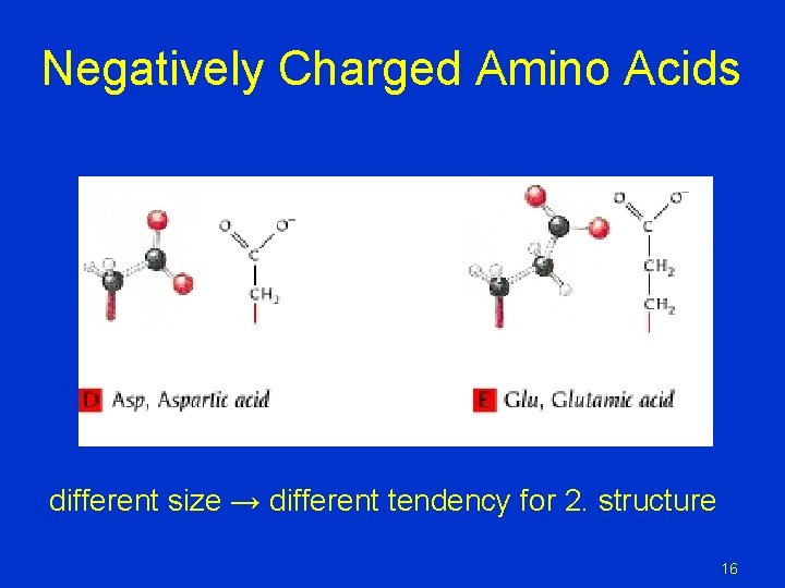 Negatively Charged Amino Acids different size → different tendency for 2. structure 16 Negatively Charged Amino Acids different size → different tendency for 2. structure 16