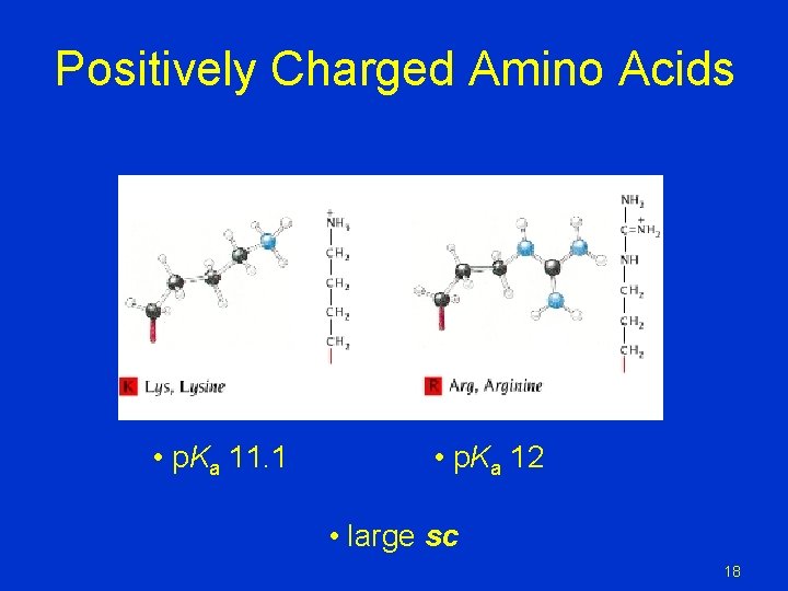 Positively Charged Amino Acids • p. Ka 11. 1 • p. Ka 12 • Positively Charged Amino Acids • p. Ka 11. 1 • p. Ka 12 •