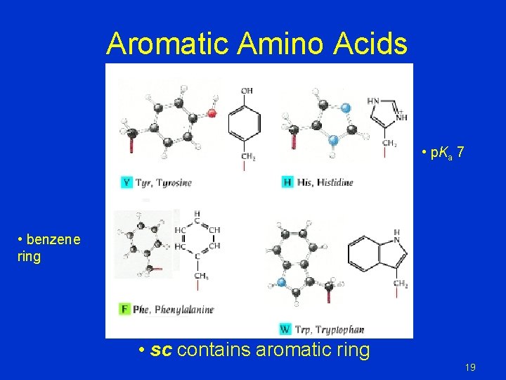 Aromatic Amino Acids • p. Ka 7 • benzene ring • sc contains aromatic Aromatic Amino Acids • p. Ka 7 • benzene ring • sc contains aromatic