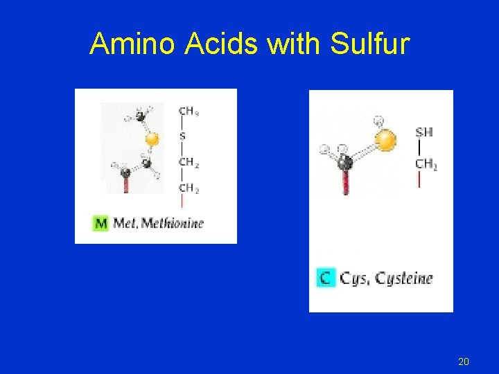 Amino Acids with Sulfur 20 Amino Acids with Sulfur 20