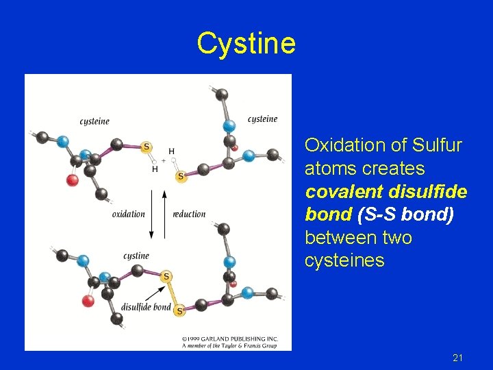 Cystine Oxidation of Sulfur atoms creates covalent disulfide bond (S-S bond) between two cysteines Cystine Oxidation of Sulfur atoms creates covalent disulfide bond (S-S bond) between two cysteines