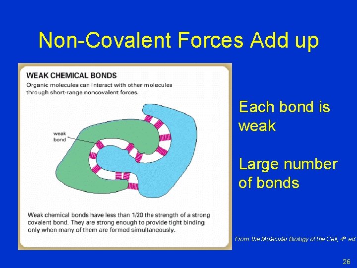Non-Covalent Forces Add up Each bond is weak Large number of bonds From: the Non-Covalent Forces Add up Each bond is weak Large number of bonds From: the