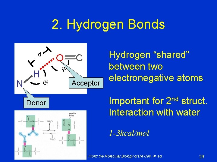 2. Hydrogen Bonds d N H O C Donor Acceptor Hydrogen “shared” between two 2. Hydrogen Bonds d N H O C Donor Acceptor Hydrogen “shared” between two