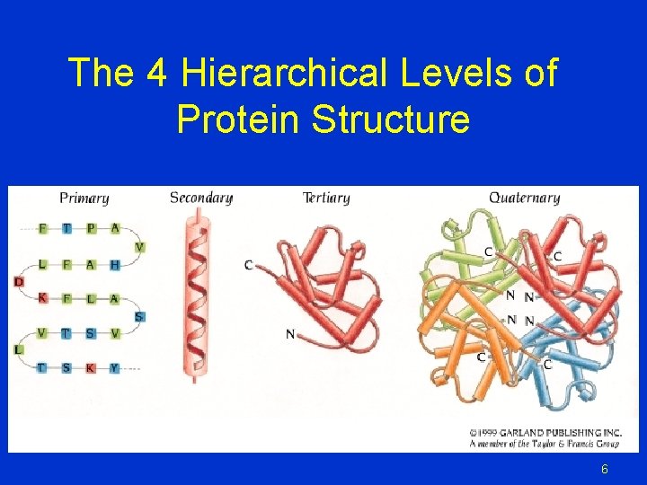 The 4 Hierarchical Levels of Protein Structure 6 The 4 Hierarchical Levels of Protein Structure 6