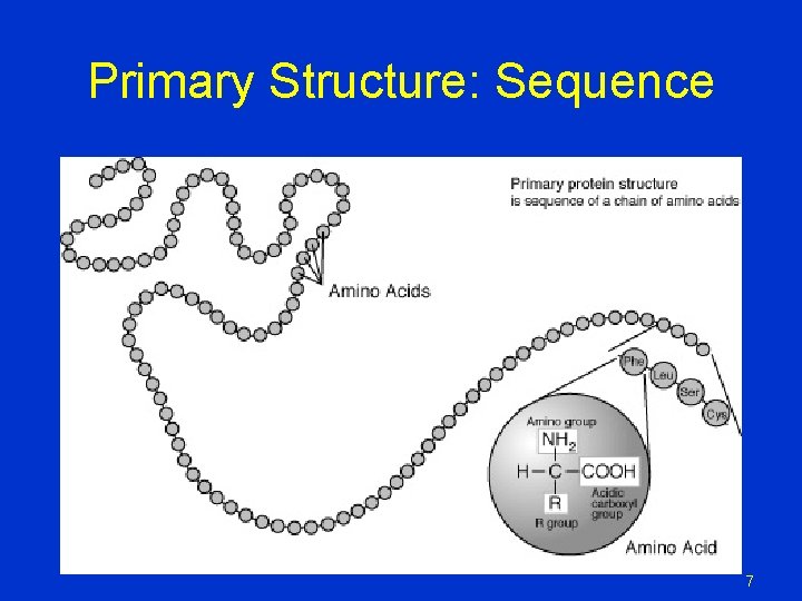 Primary Structure: Sequence 7 Primary Structure: Sequence 7