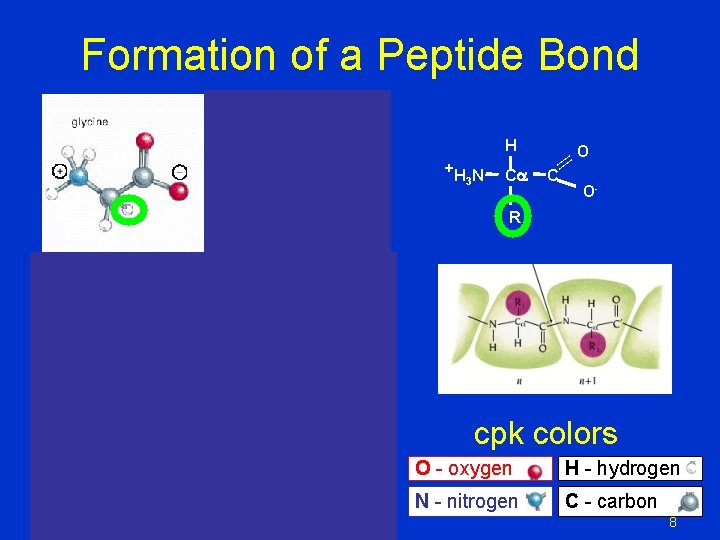 Formation of a Peptide Bond H Ca || +H N 3 O C O- Formation of a Peptide Bond H Ca || +H N 3 O C O-