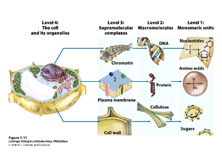 Biochemistry Medicine Biochemistry the science concerned with studying