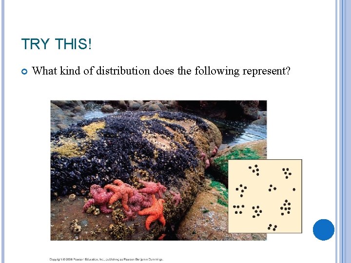 TRY THIS! What kind of distribution does the following represent? 