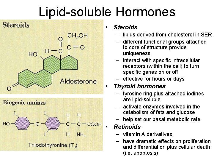 Lipid-soluble Hormones • Steroids – lipids derived from cholesterol in SER – different functional