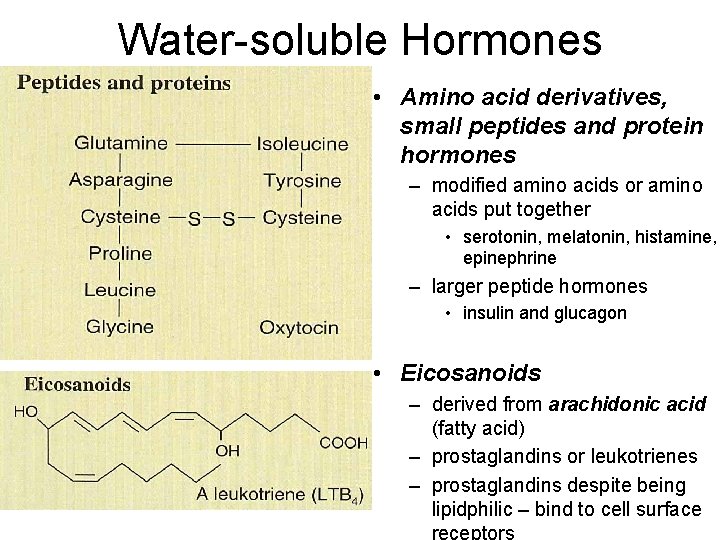 Water-soluble Hormones • Amino acid derivatives, small peptides and protein hormones – modified amino