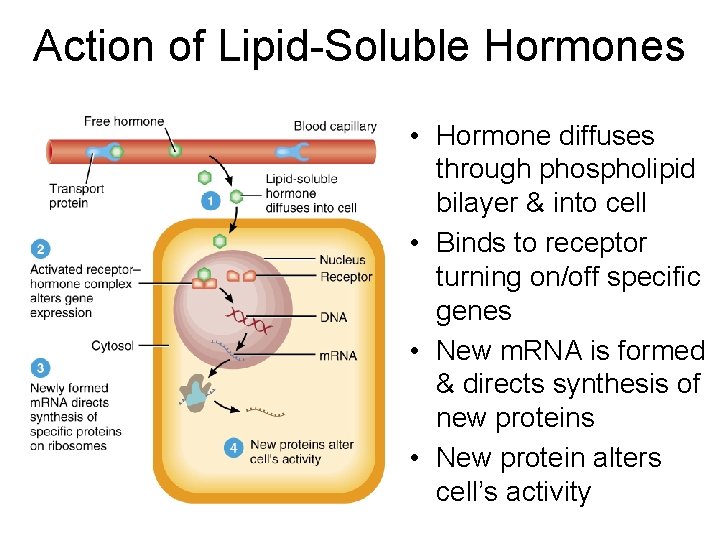 Action of Lipid-Soluble Hormones • Hormone diffuses through phospholipid bilayer & into cell •