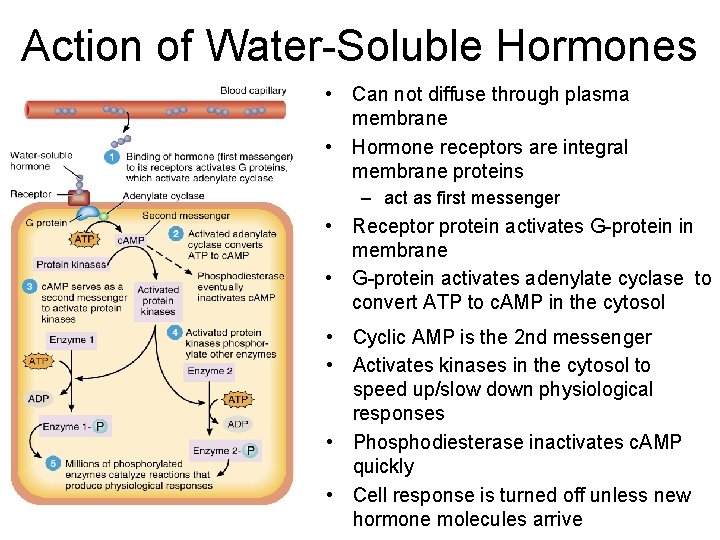 Action of Water-Soluble Hormones • Can not diffuse through plasma membrane • Hormone receptors