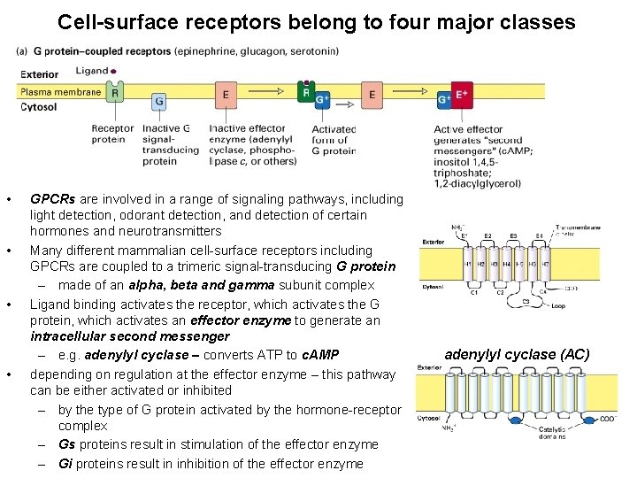 Cell-surface receptors belong to four major classes • • GPCRs are involved in a