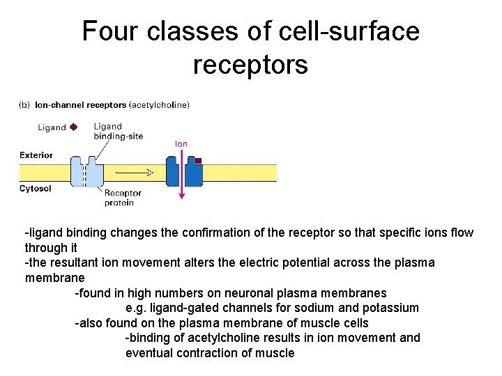 Four classes of cell-surface receptors -ligand binding changes the confirmation of the receptor so