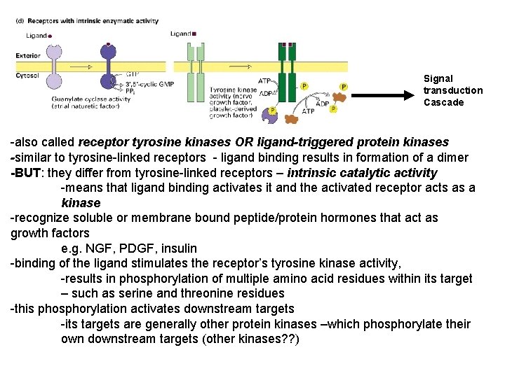 Signal transduction Cascade -also called receptor tyrosine kinases OR ligand-triggered protein kinases -similar to