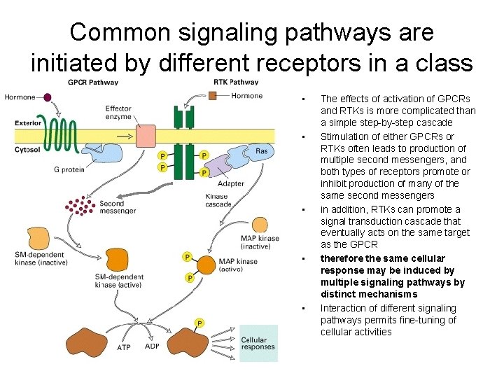 Common signaling pathways are initiated by different receptors in a class • • •