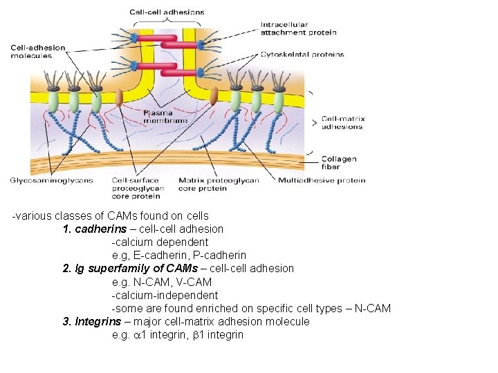 -various classes of CAMs found on cells 1. cadherins – cell-cell adhesion -calcium dependent