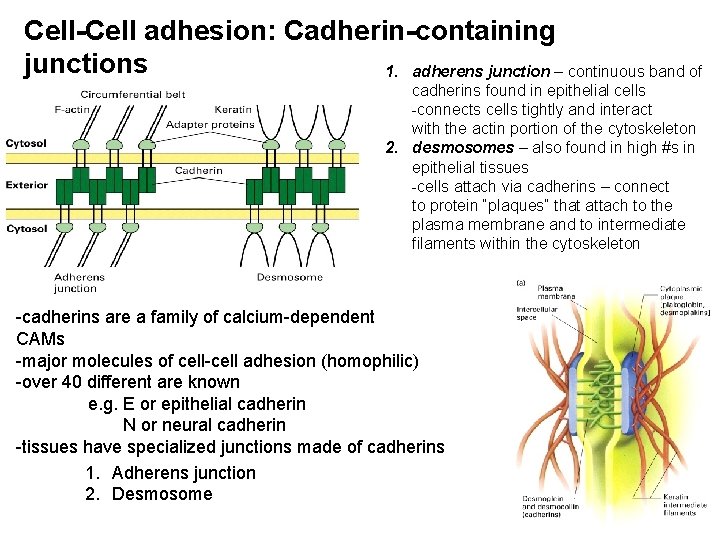 Cell-Cell adhesion: Cadherin-containing junctions 1. adherens junction – continuous band of cadherins found in