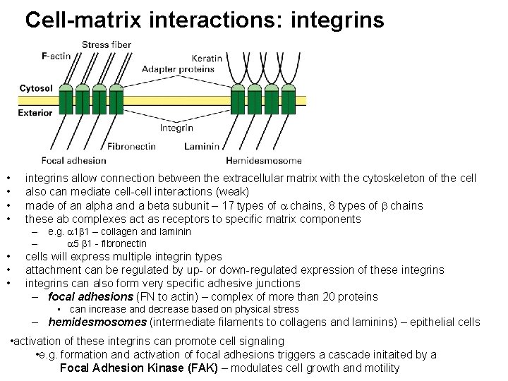 Cell-matrix interactions: integrins • • integrins allow connection between the extracellular matrix with the