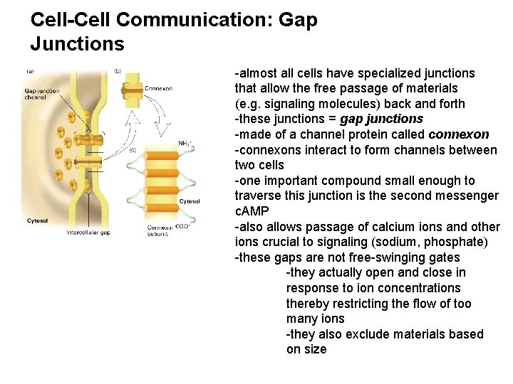 Cell-Cell Communication: Gap Junctions -almost all cells have specialized junctions that allow the free