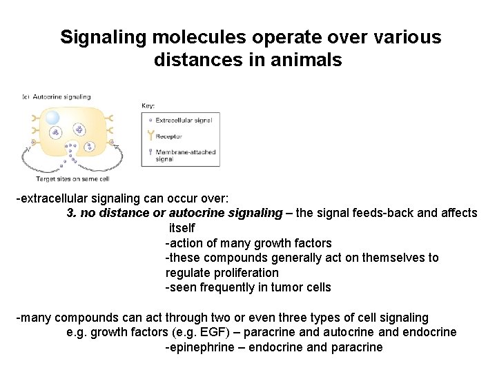 Signaling molecules operate over various distances in animals -extracellular signaling can occur over: 3.